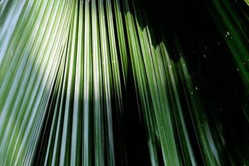 Close up a large green color skin of a tropical palm leave  with day light and shadow for background texture