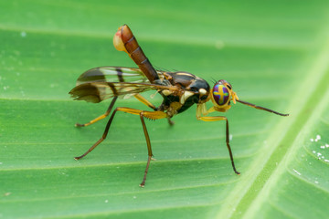 one beautiful insect - natural marco photography	
