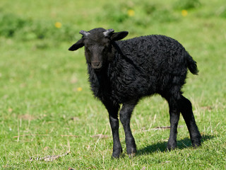 Juvenile black sheep