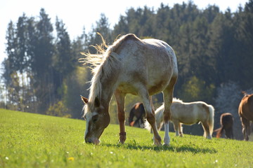 Beginn der Weidesaison. Bunte Pferdeherde auf der Frühlingswiese