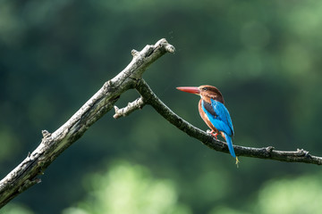 White-throated kingfisher (Halcyon smyrnensis) perched and posture