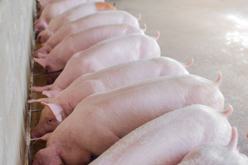 A small piglet in the farm. group of mammal waiting feed. swine in the stall.