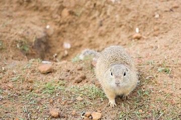 Squirrel, Mlada Boleslav, Czech Republic, Na Radouci