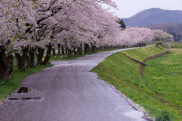 桧木内川堤の桜並木／秋田県仙北市