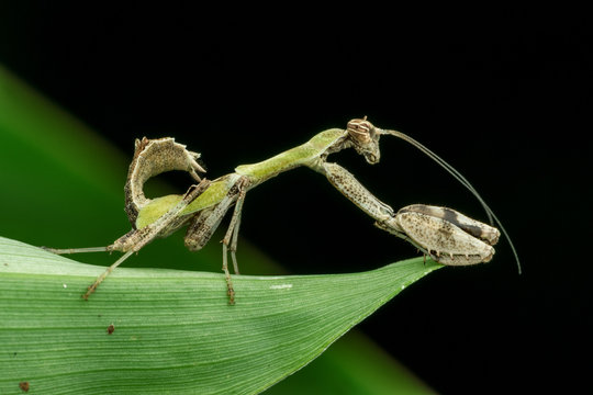 Praying Mantis (Mantodea) natural marco photography