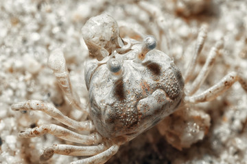 A tiny crab in the sand by the sea.