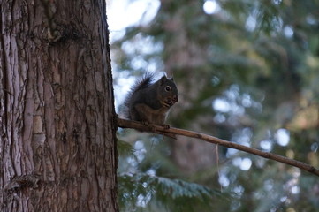 ウィスラーのワイルドライフ