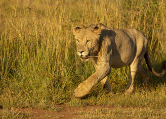 Young Lions walking in the savanna