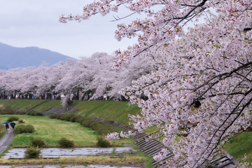 桧木内川堤の桜並木／秋田県仙北市