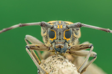 Beautiful Batocera rubus natural marco photography