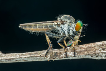 Lovely Robber flies (Asilidae) eating insect nature marco photography