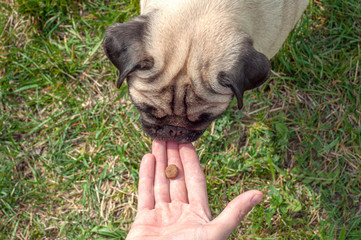 pug dog with a funny face takes a treat for good behavior from the owner