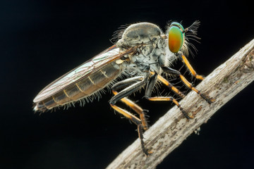 Lovely Robber flies (Asilidae) eating insect nature marco photography