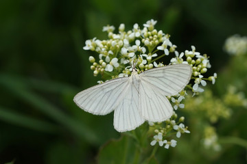 Nahansicht eines Schmetterlings - Baumweißling