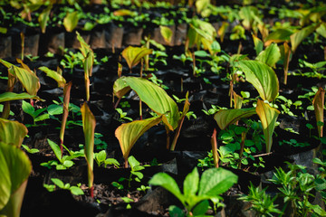 Black galingale that has just been watered for growth.