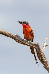 Southern carmine bee eater with an insect is sitting on a branch in Kruger National Park in South Africa
