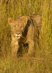 Young Lions walking in the savanna
