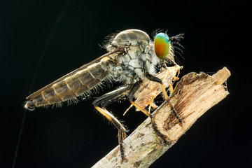 Lovely Robber flies (Asilidae) eating insect nature marco photography