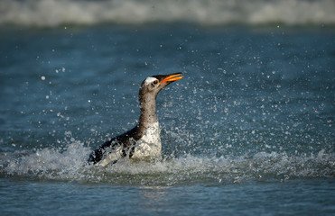 Gentoo penguin diving in the Atlantic ocean
