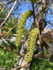 walnut catkin