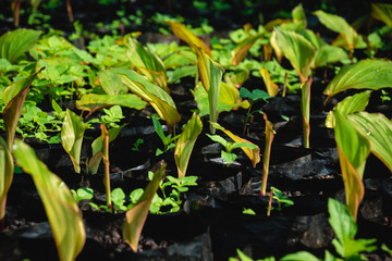 Black galingale that has just been watered for growth.