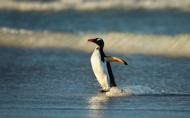 Gentoo penguin coming ashore from Atlantic ocean