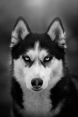 siberian husky dog portrait black and white