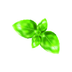 Fresh green basil leaves isolated on white background, top view. Vector illustration.