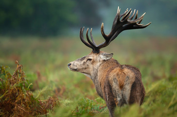 Close-up of red deer stag in autumn