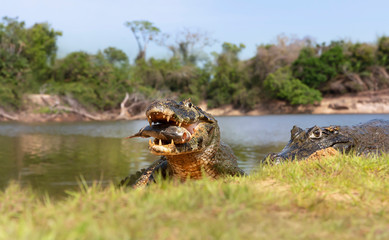 Yacare caimans eating piranha on the river bank