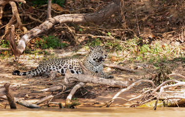 Fototapeta na wymiar Jaguar lying on a river bank in natural habitat