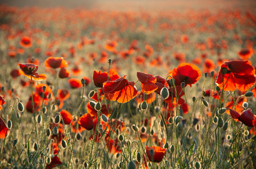 poppy field in summer