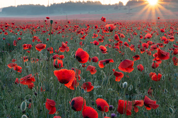 The rising sun illuminates the poppies with its rays