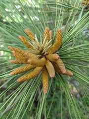 close up of a pine cone