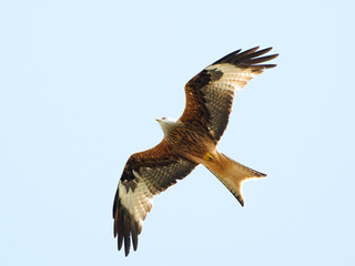 Red kite (Milvus milvus)