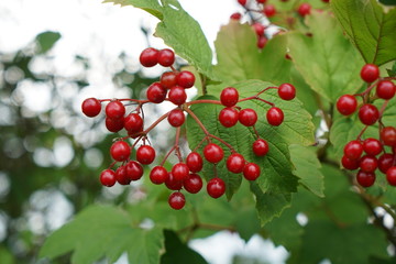 red berries on a branch