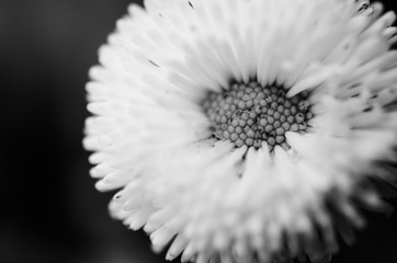 A close up of a black and white daisy flower