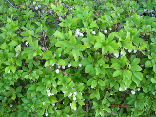 "Japanese enkianthus"(Dodan-tsutsuji)