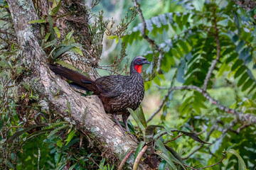 Close up of a Dusky-legged guan perched on a tree branch against natural background, Itatiaia, Rio de Janeiro, Brazil