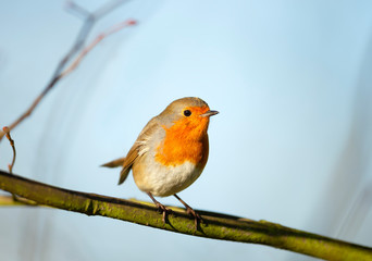 European Robin perched on a twig