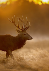 Red Deer stag on a misty morning at sunrise