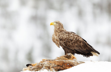 White-tailed eagle feeding on a dead fox in winter