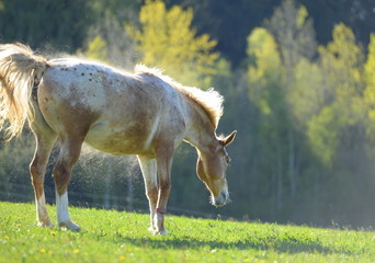Bunte Pferdeherde auf der Frühlingsweide