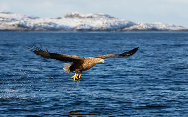 White-tailed sea Eagle in flight with a fish in claws