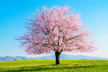 Blooming sakura tree. Ornamental Japanese pink cherry blossoms on a green meadow with a blue sky...