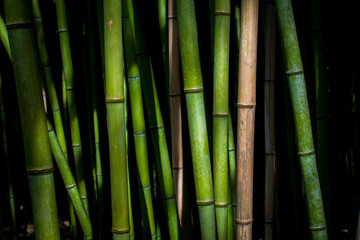 bamboo forest background