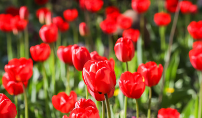 Floral background, red tulips in the garden. Flowers backdrop for holiday brand design