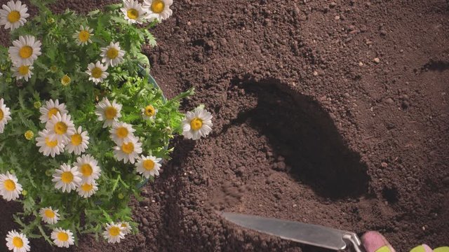 Woman planting flowers in garden