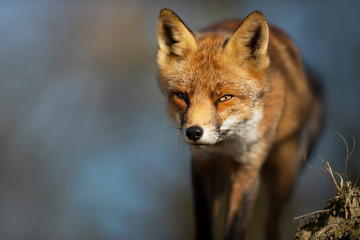 Close up of a red fox against blue background