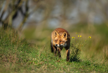 Close up of a red fox standing in the meadow